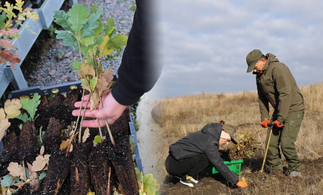 Лісівники планують висадити восени більше 3 млн сіянців - чекали на підходящі погодні умови