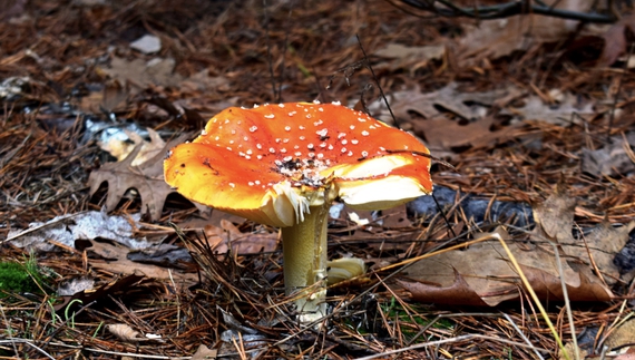 У громаді на Чернігівщині приймають за гроші мухомори