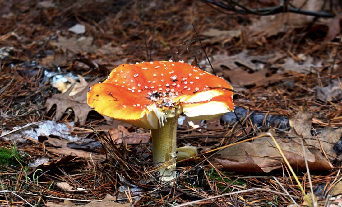 У громаді на Чернігівщині приймають за гроші мухомори