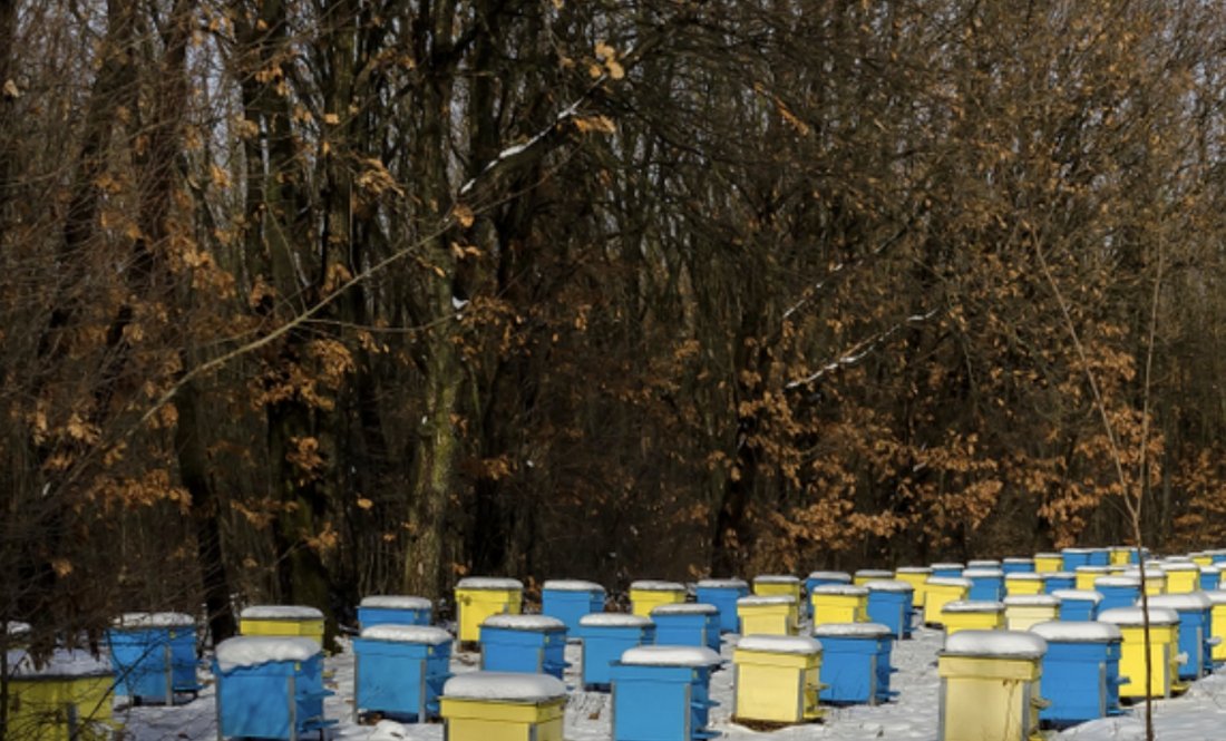 Важка зима: пасічники з Чернігівщини кажут про загибель бджіл