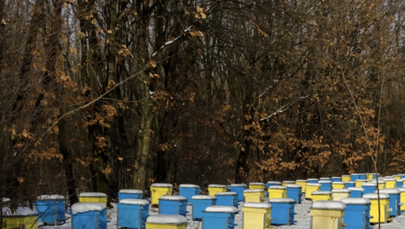 Важка зима: пасічники з Чернігівщини кажут про загибель бджіл
