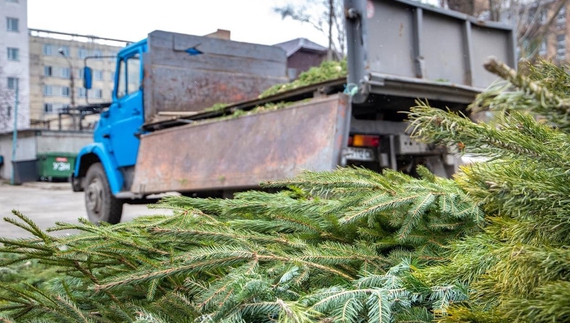 Чернігівцям у міському ЖКГ розповіли про подальшу долю святкових ялинок. Виявляється, їм зрадіють котики та песики