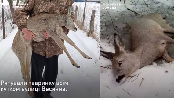 Як рятували дику косулю на Чернігівщині