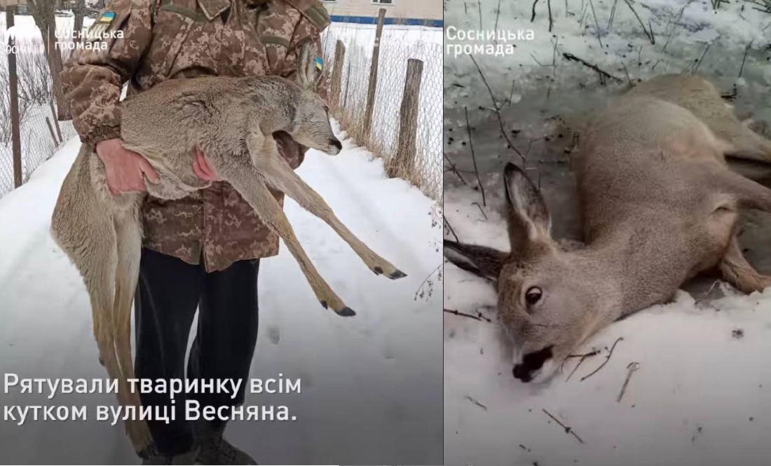 Як рятували дику косулю на Чернігівщині