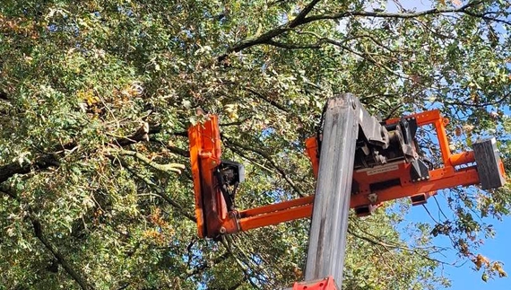 Техніка обпилює дерева та підмітає вулиці від залишків соломи