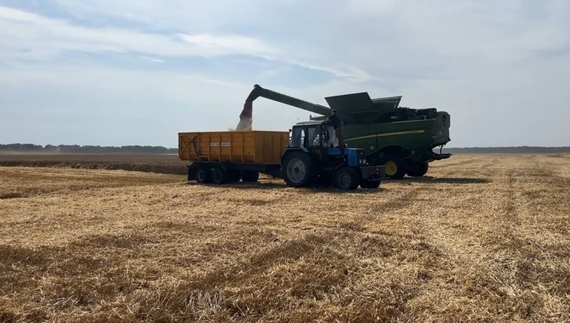Жнива на Чернігівщині: чого вже зібрали найбільше