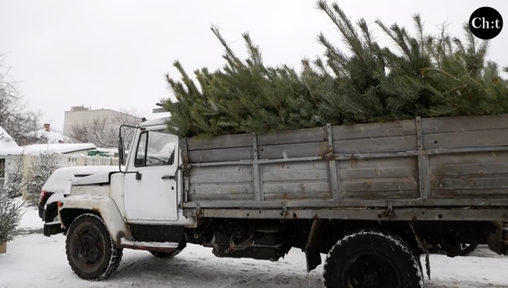 Які ціни цього року на новорічні дерева і де у Чернігові найбільший асортимент?