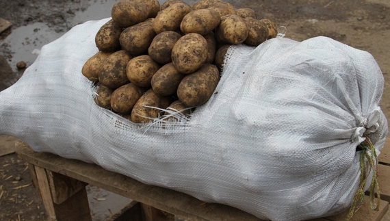 Ціна на картоплю за місяць зросла: скільки пропонують перекупники