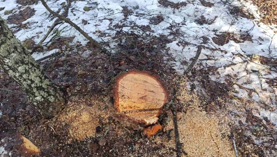 На кордоні Чернігівщини виявили незаконну вирубку лісу. ФОТО