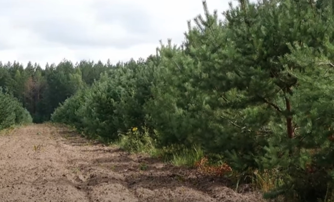 П’ять тисяч ялинок і чотири тисячі сосен побували в... перукарні