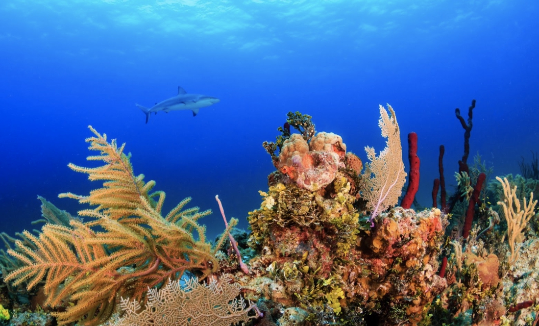 Corona восстанавливает коралловые рифы на Багамах