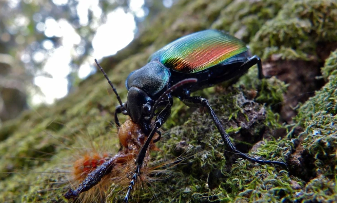 На Чернігівщині живе рідкісний жук, що рятує дерева від шкідників