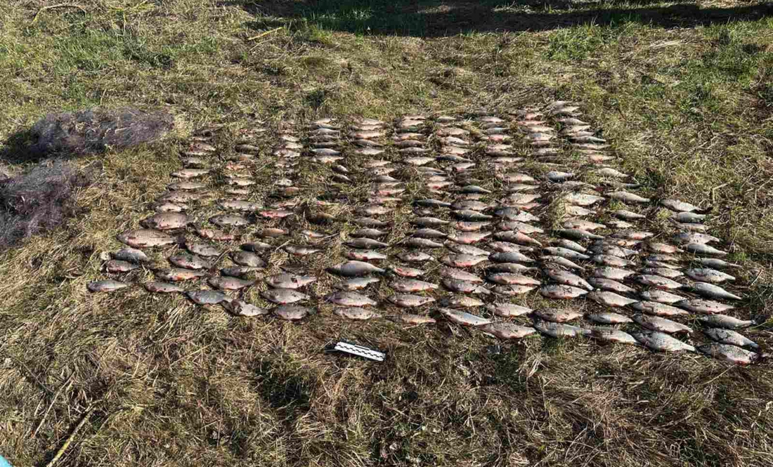 300 тисяч за 25 кг риби: на Чернігівщині затримано браконьєра