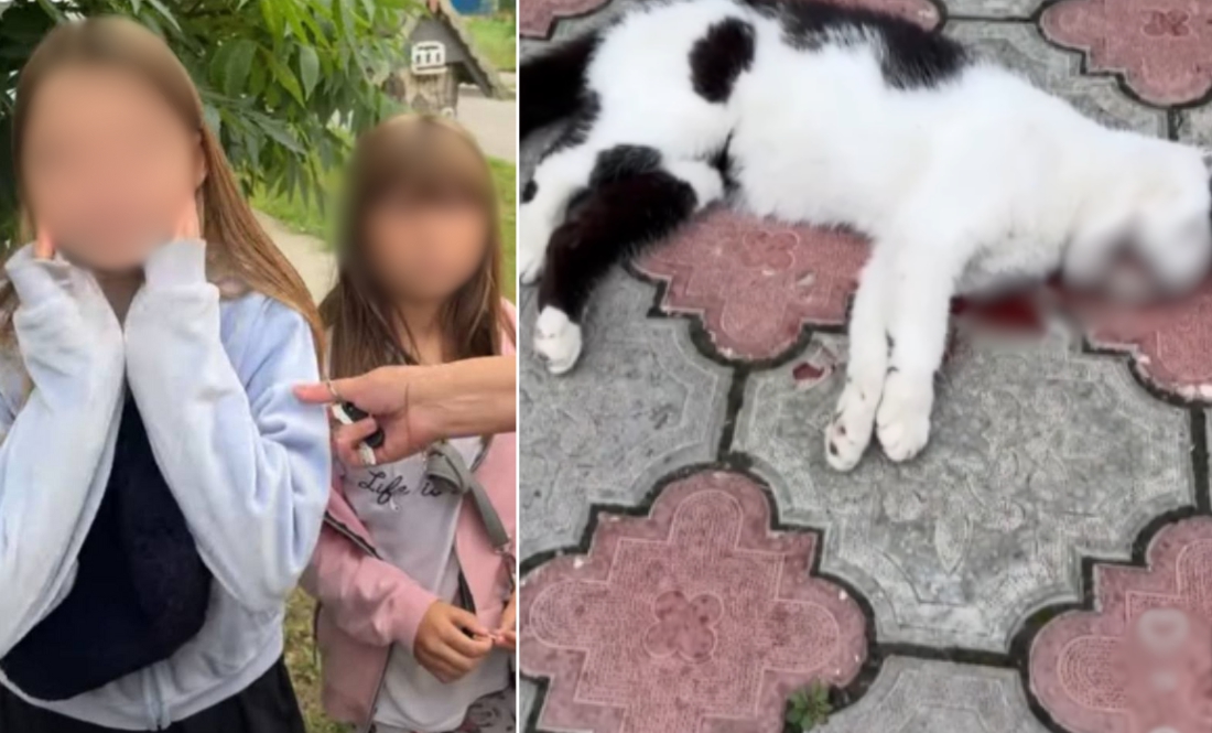 У Чернігові двоє дівчат викинули кота з 9 поверху