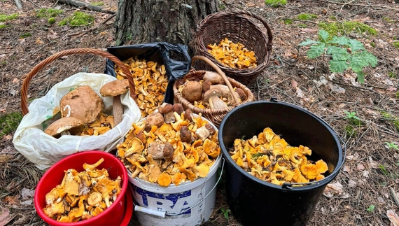 У лісах Чернігівщини пішли гриби