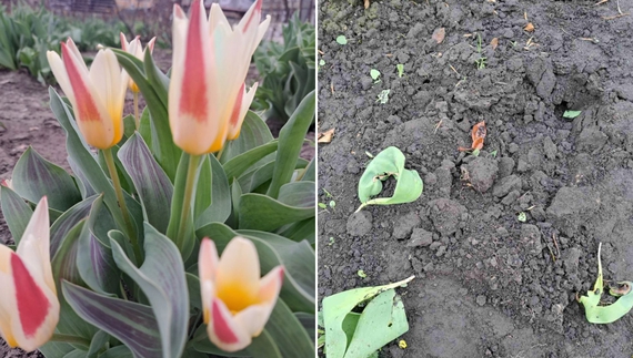 На Чернігівщині вандали викрали тюльпани з міської клумби