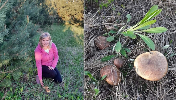 Мисливці за грибами назбирали маслюків на Чернігівщині