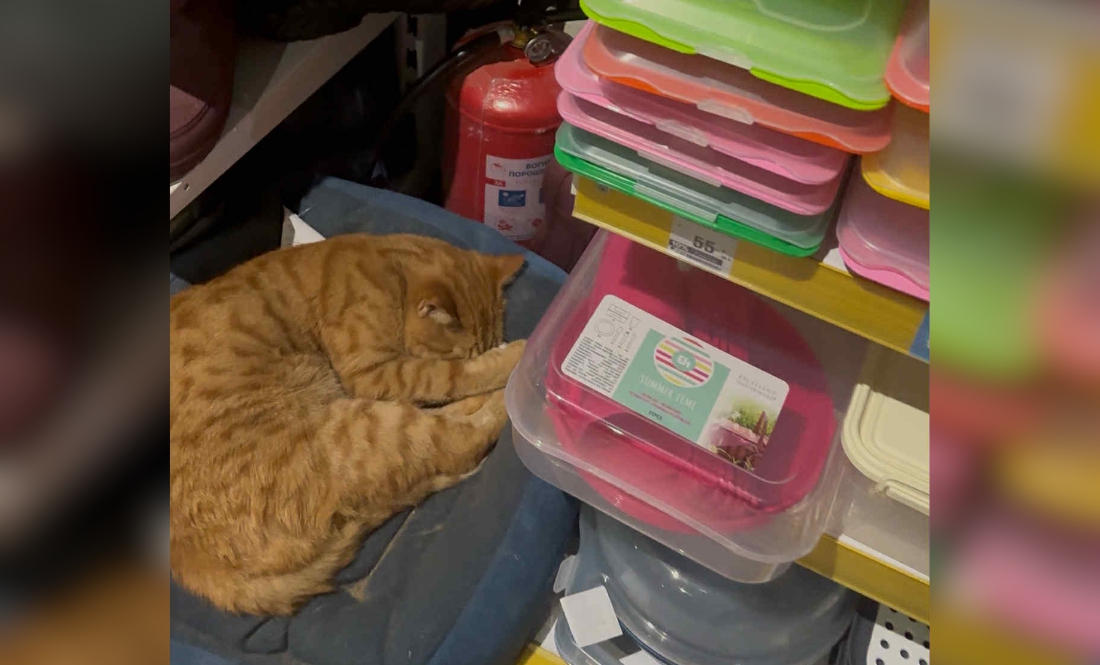 У Чернігові в магазині популярної мережі серед товару заснула кішка