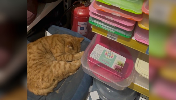 У Чернігові в магазині популярної мережі серед товару заснула кішка