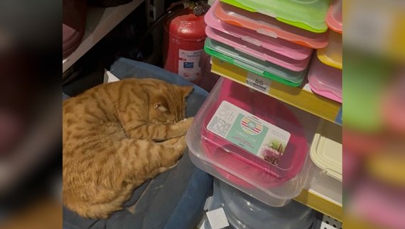 У Чернігові в магазині популярної мережі серед товару заснула кішка