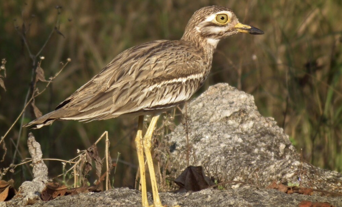 Червонокнижний птах лежень