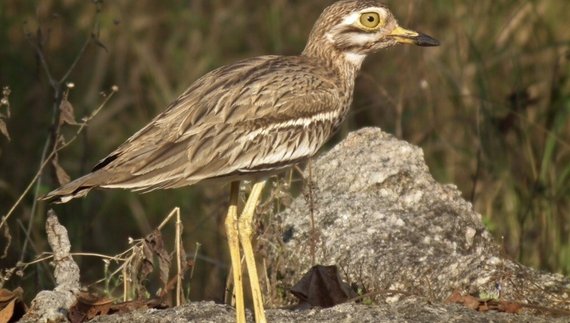 Червонокнижний птах лежень