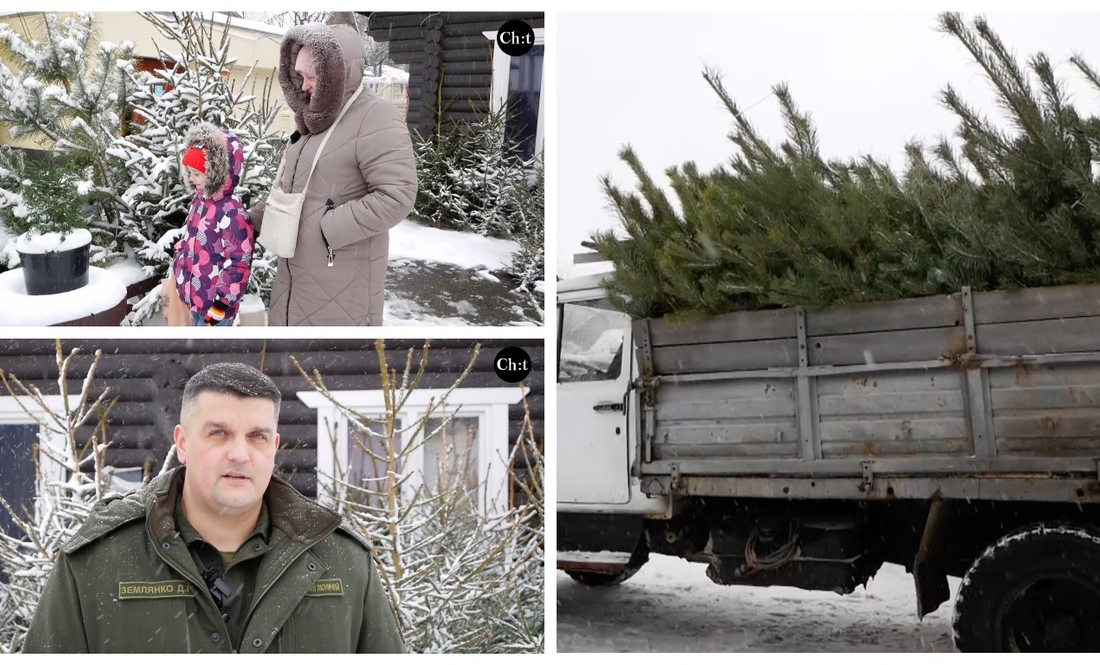 До Різдва готові: яка ціна ялинок та сосен