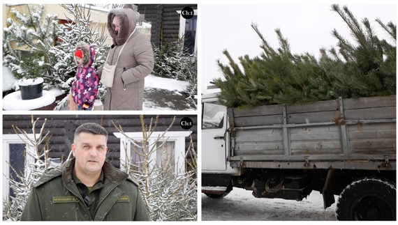 До Різдва готові: яка ціна ялинок та сосен