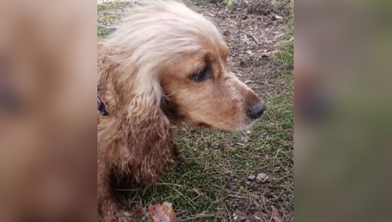 Такою була Злата. Фото надане Наталією ГУБЕНОК