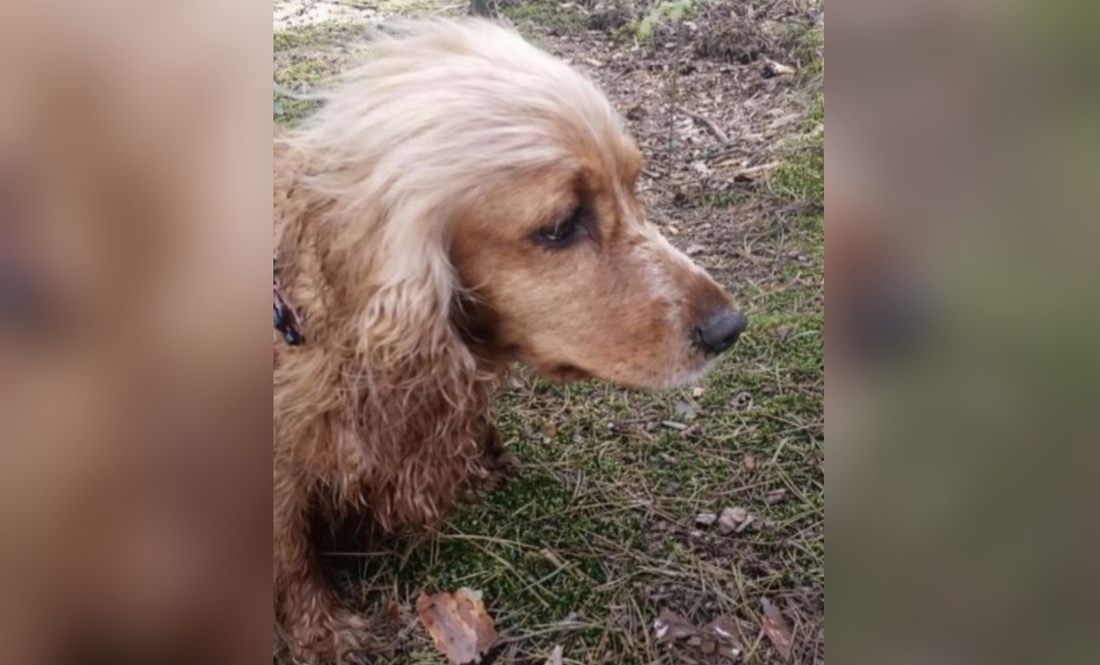 Такою була Злата. Фото надане Наталією ГУБЕНОК