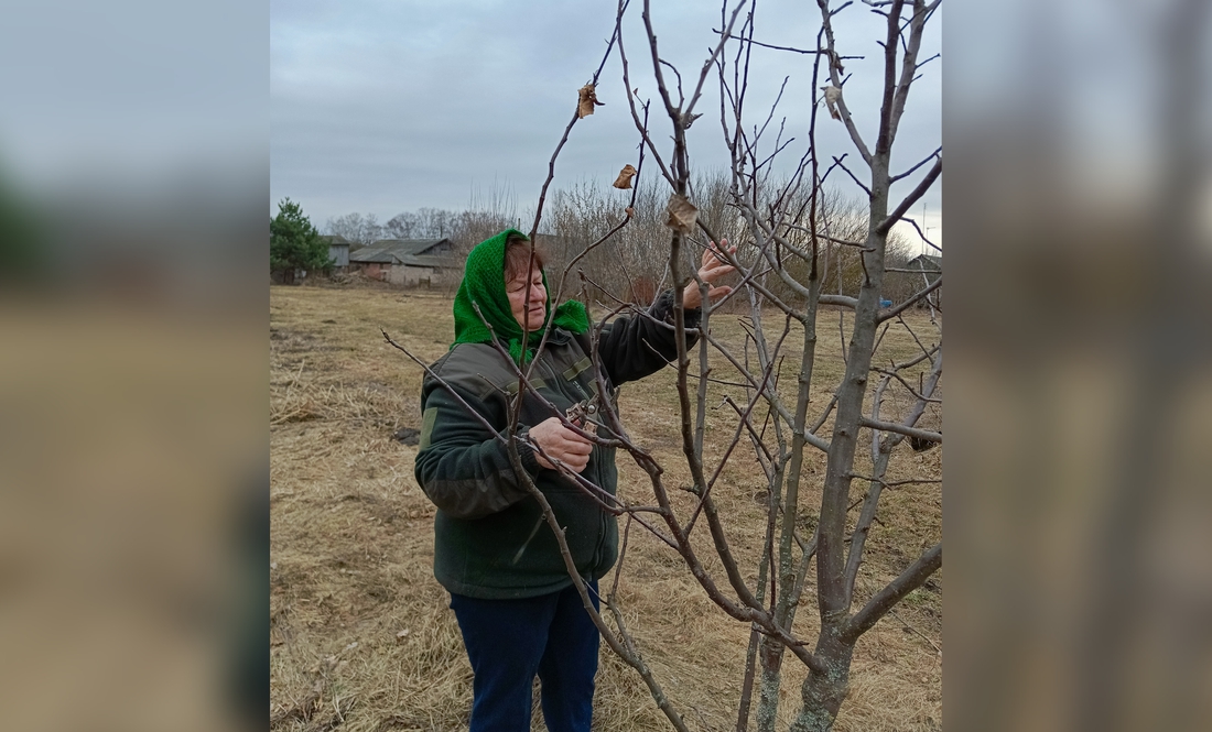 Надія ДЗЮБА, вчений агроном із села Садове, пояснює як обрізати дерева