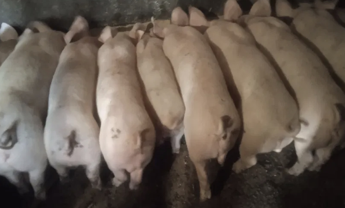 Щоб погодувати, вмикає генератор: чоловік міняє елітних поросят на зерно