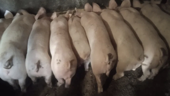 Щоб погодувати, вмикає генератор: чоловік міняє елітних поросят на зерно