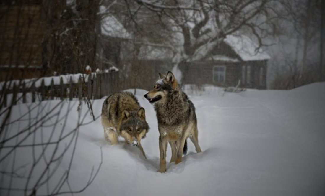 Вовки господарюють у селах Чернігівщини: що розповіли очевидці