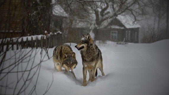 Вовки господарюють у селах Чернігівщини: що розповіли очевидці