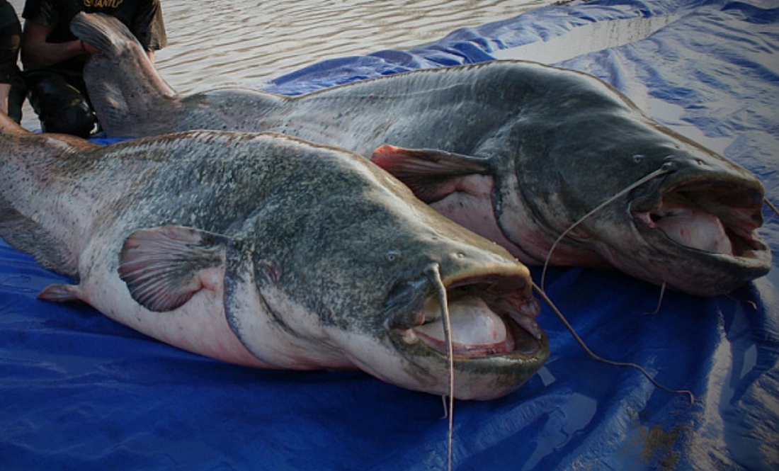 Найбільша в Європі прісноводна риба водиться на Чернігівщині