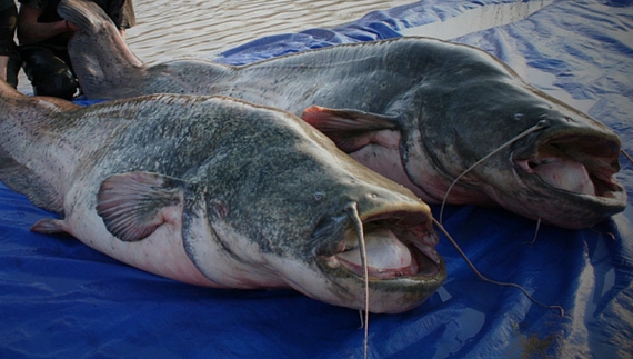 Найбільша в Європі прісноводна риба водиться на Чернігівщині