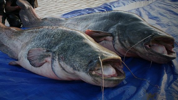 Найбільша в Європі прісноводна риба водиться на Чернігівщині