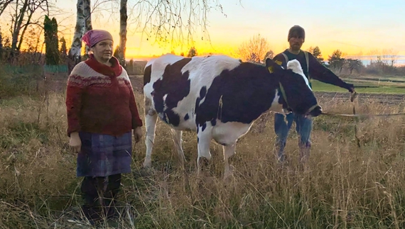 Родина з Прилуччини отримала подарунок - племінного нетеля