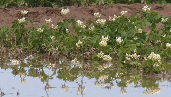 У городах посеред червня стояла вода: як дощі на Чернігівщині вплинули на врожай