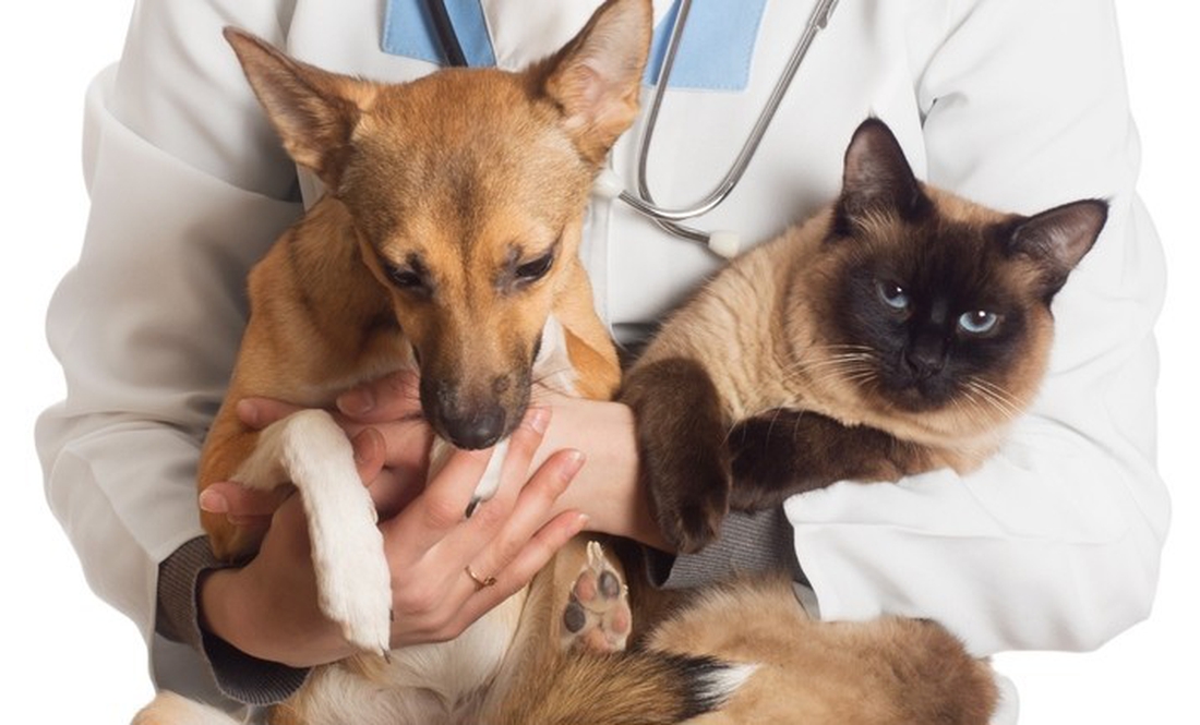 «Щоб вакцинувати від сказу кота чи пса, приходимо додому»
