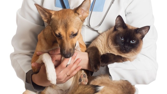 «Щоб вакцинувати від сказу кота чи пса, приходимо додому»