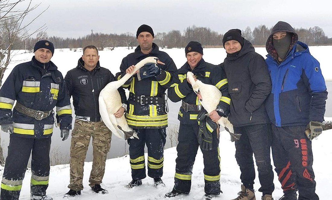 У Городнянській громаді визволили з льодового полону пару лебедів