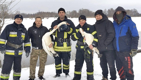У Городнянській громаді визволили з льодового полону пару лебедів