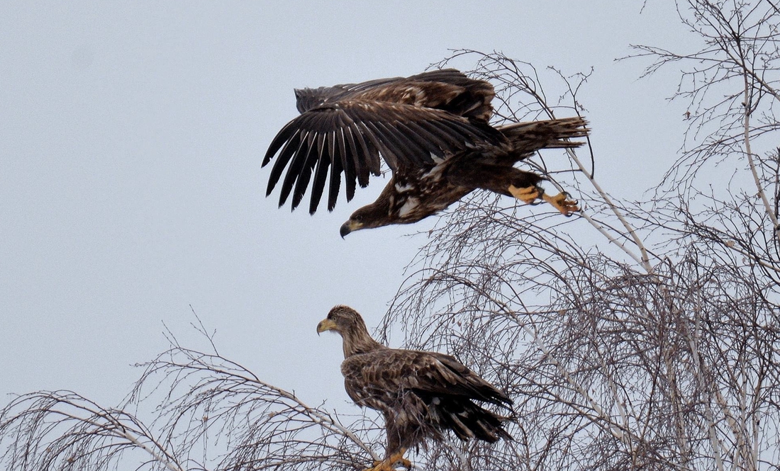 У Чорнобильському екозаповіднику помітили рідкісних беркута, пугача та навіть орланів