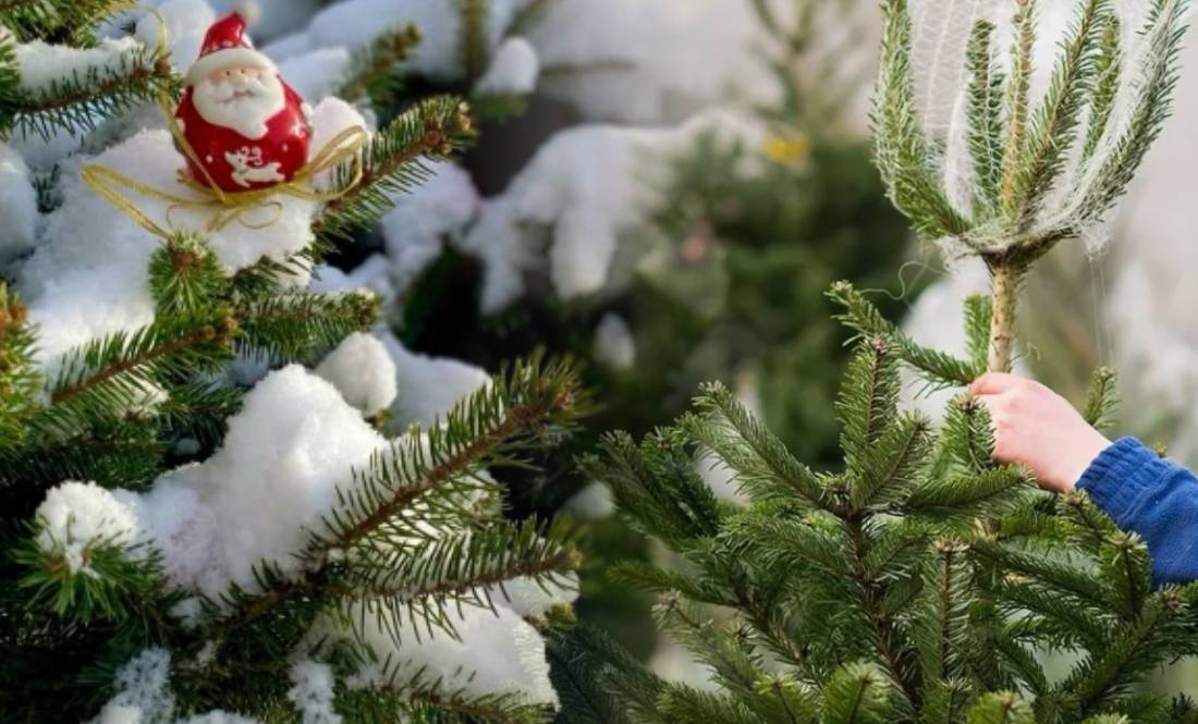 Скільки новорічних дерев розкупили на Чернігівщині: непродані повернуть у ліс або спалять