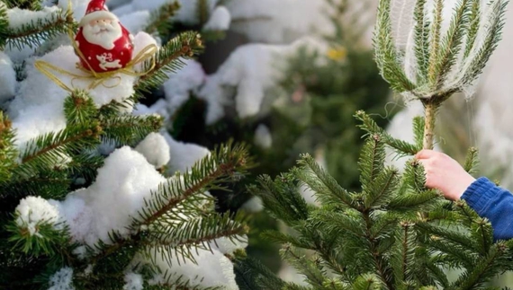 Скільки новорічних дерев розкупили на Чернігівщині: непродані повернуть у ліс або спалять