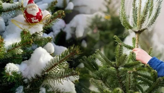 Скільки новорічних дерев розкупили на Чернігівщині: непродані повернуть у ліс або спалять