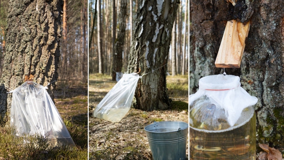 Без дозволу не можна: що розповіли лісівники про збір соку на Чернігівщині