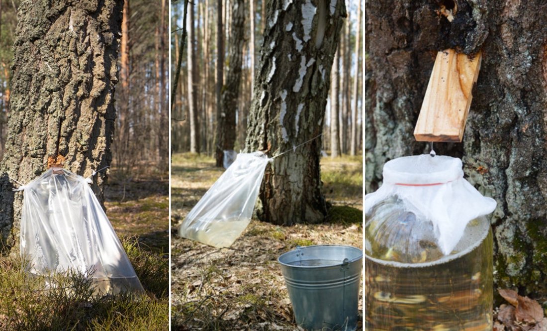 Без дозволу не можна: що розповіли лісівники про збір соку на Чернігівщині